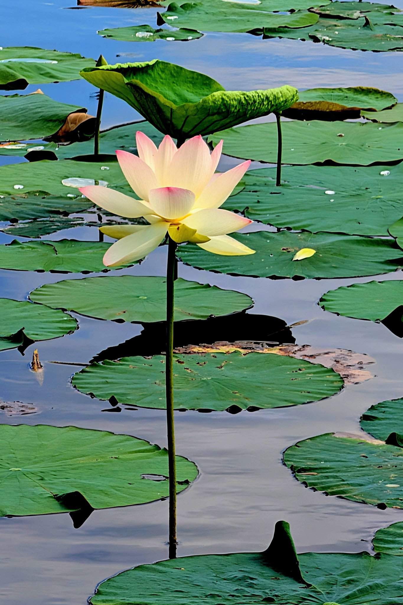 蓮の花の色