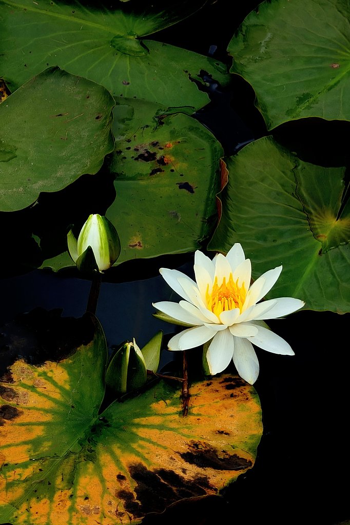 睡蓮の花（その２）