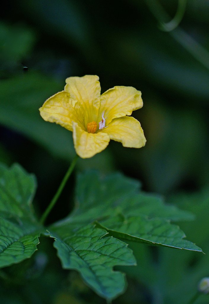 ゴーヤの花