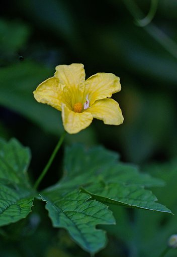 ゴーヤの花