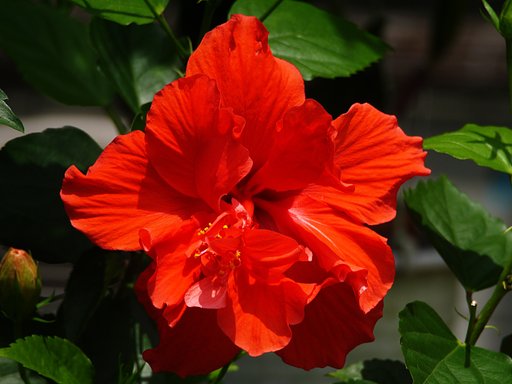 【夏色】赤色は夏の色？