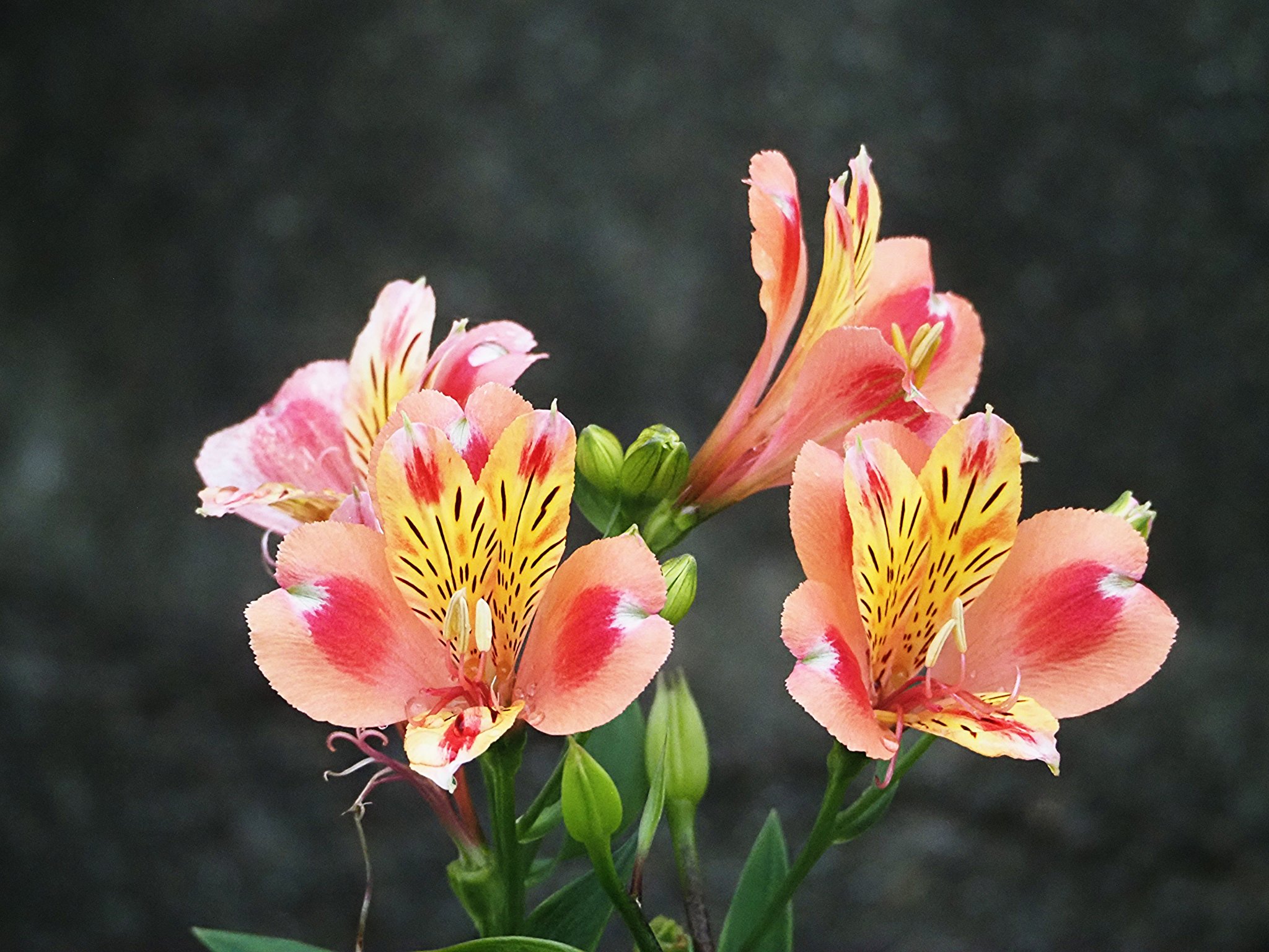 庭の花アストロメリア