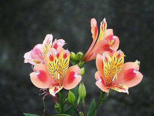 庭の花アストロメリア