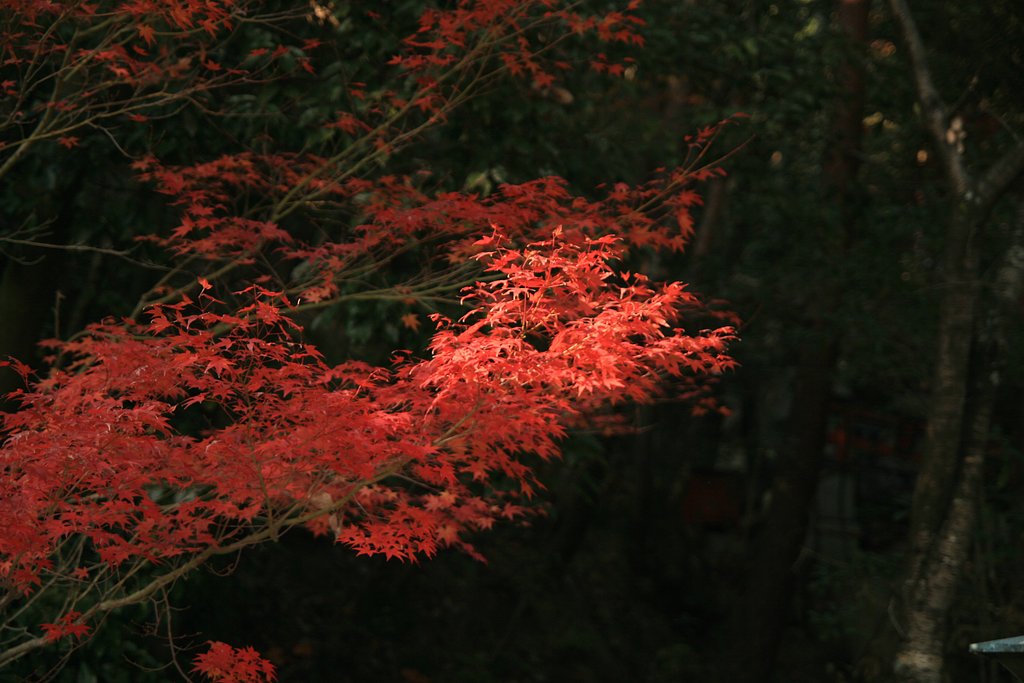 紅葉・木漏れ日