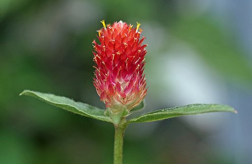 千日紅の花？！