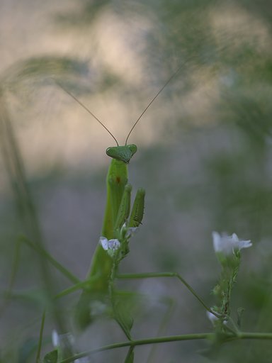 にらみ