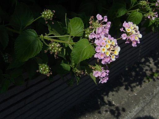 Ricoh Lens P10 28-300mmF3.5-5.6VC