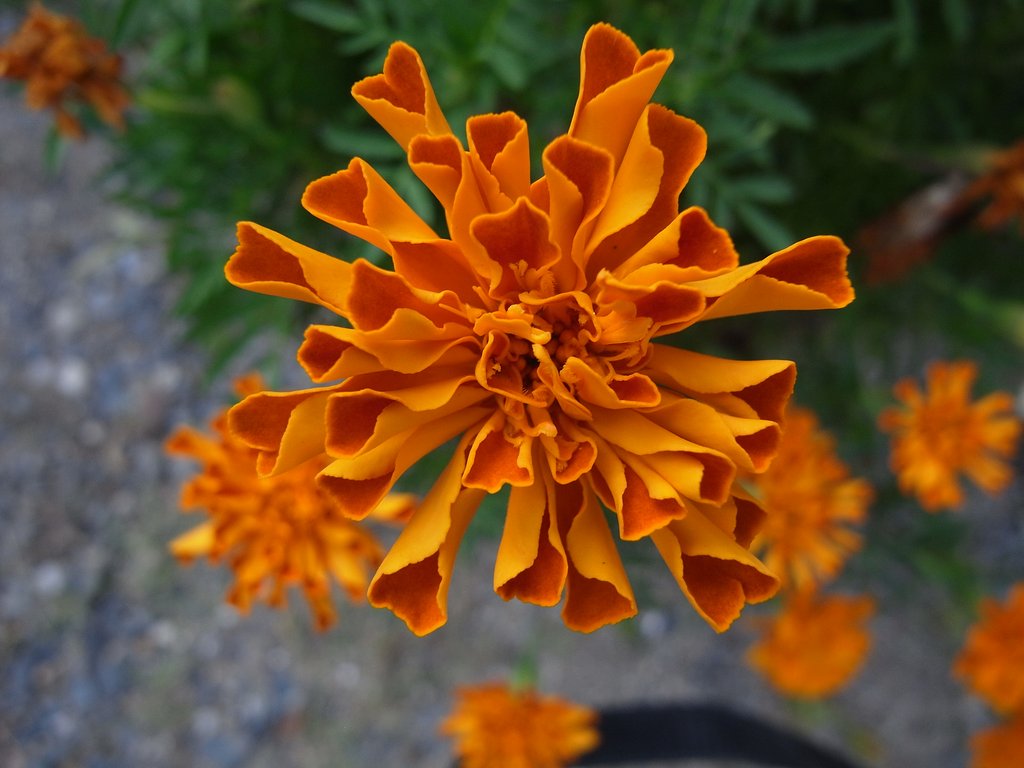 Ricoh Lens S10 2４-72mmF2.5-4.4VC