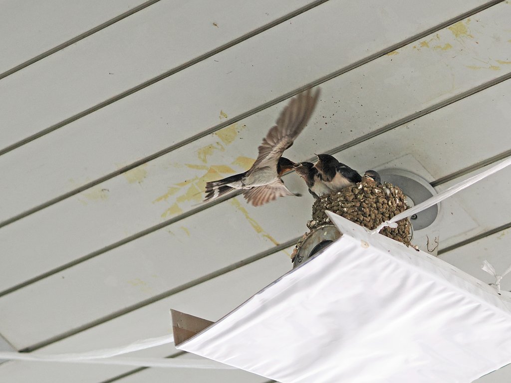 全速で餌やり