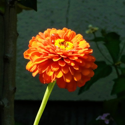 庭の花