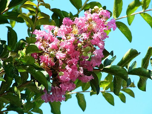 【夏色】夏の花かも
