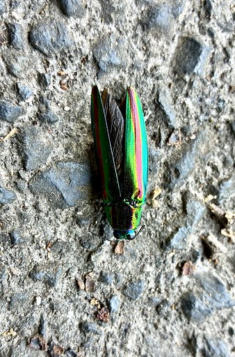 タマムシ