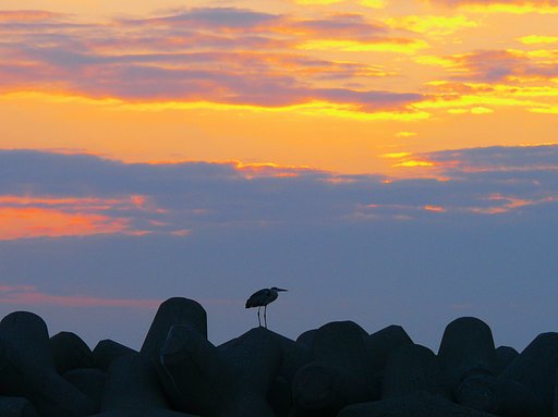 夕焼けとアオサギ