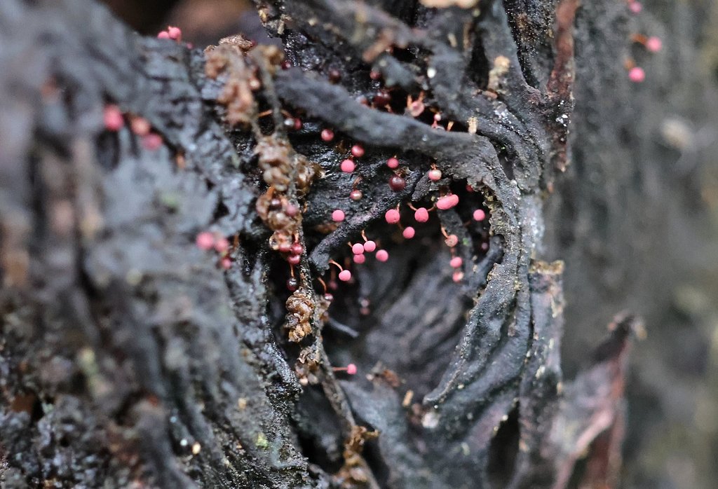 ナウシカの森