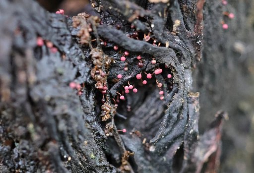 ナウシカの森