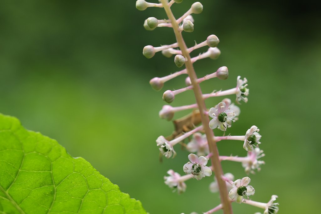 よく見れば立派な花
