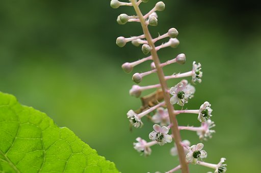 よく見れば立派な花