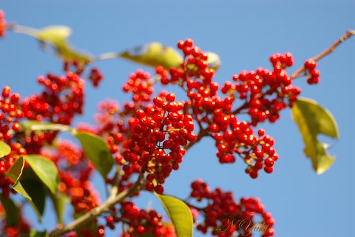 【記】１１月の紅