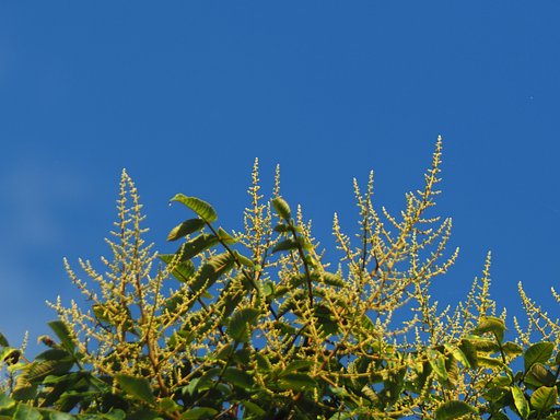 【夏色】青い空