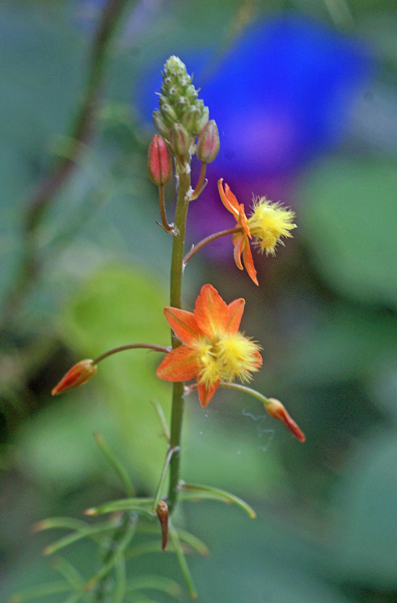 花アロエ