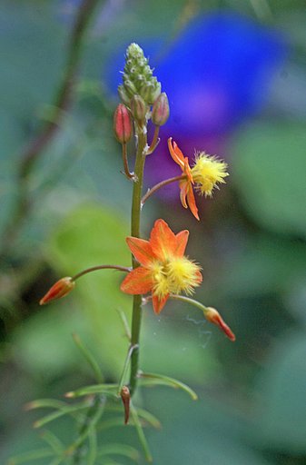花アロエ