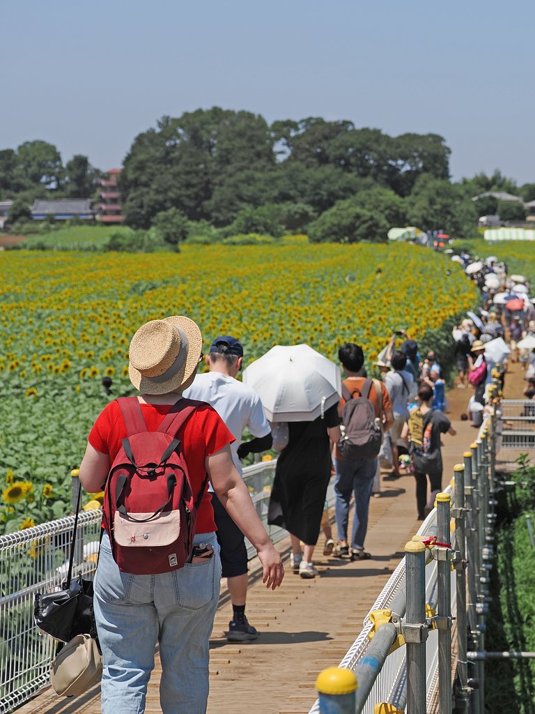 夏風景