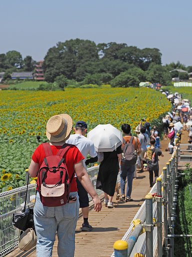 夏風景