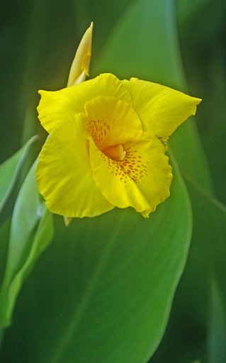 カンナの花