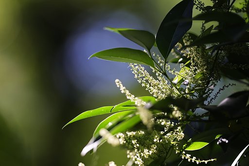 夏の陽射し（その３）オニドコロの花