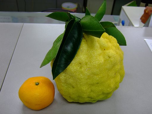 大柚子・・・