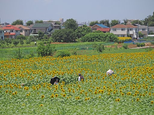 夏を彷徨う