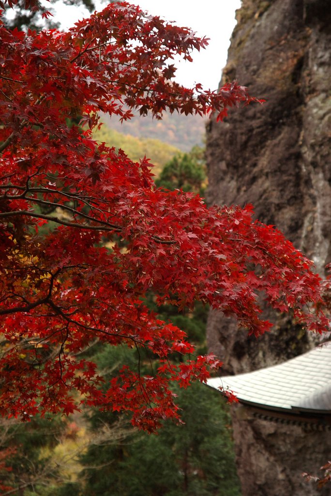 紅葉と杉と岩