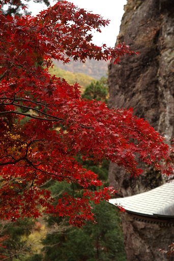 紅葉と杉と岩