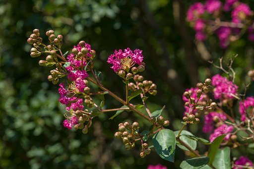 長～い夏を象徴する花