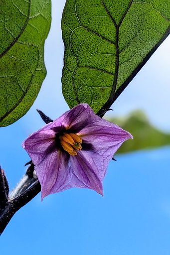 茄子の花