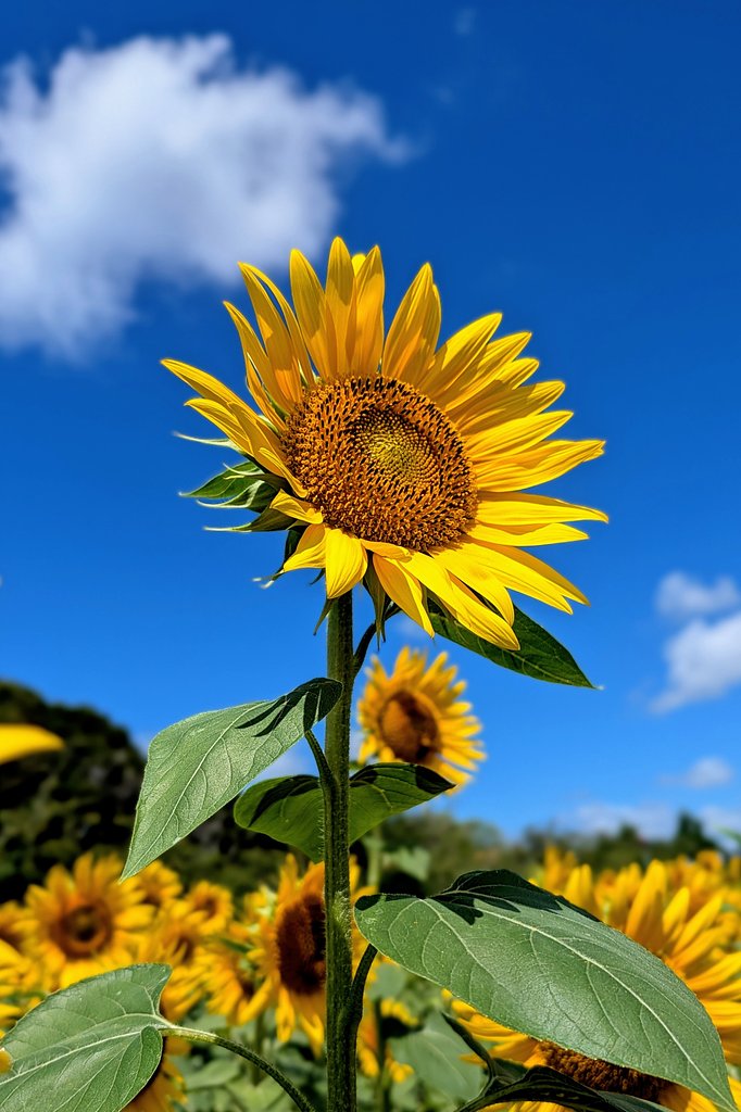 晩夏