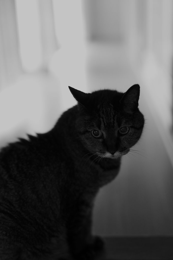 今朝の猫