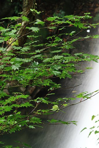 納涼水しぶき