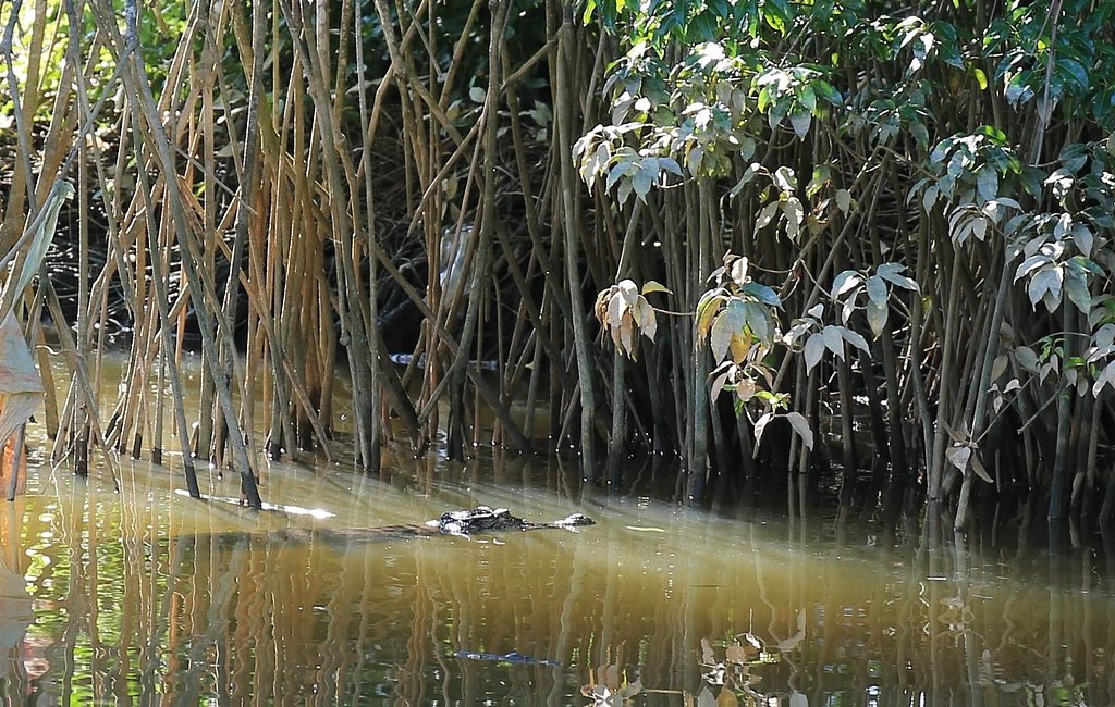 【熱気】じと～っ、汗ばむ川