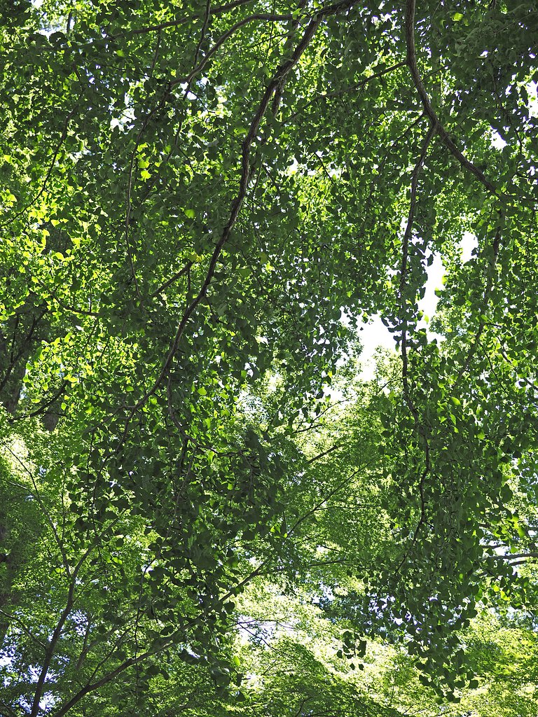 緑風が生まれるところ