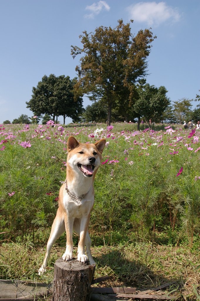 【秋】と言えばコスモス、と愛犬＾＾；
