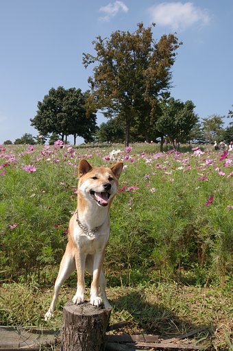 【秋】と言えばコスモス、と愛犬＾＾；