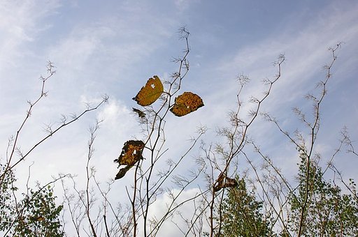 夏は去りぬ
