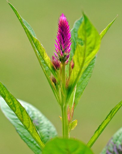 半逆光での鶏頭の花