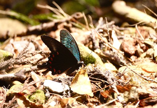ミヤマカラスアゲハ