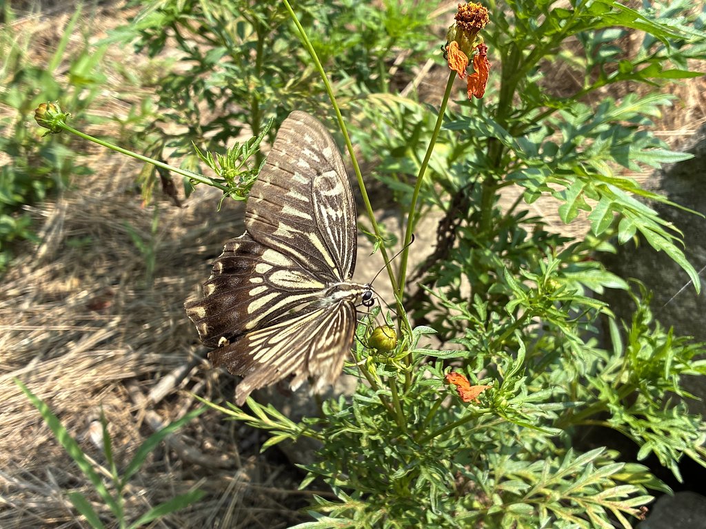 アゲハチョウ