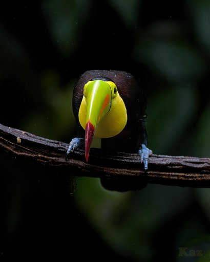 Costa Rica 47