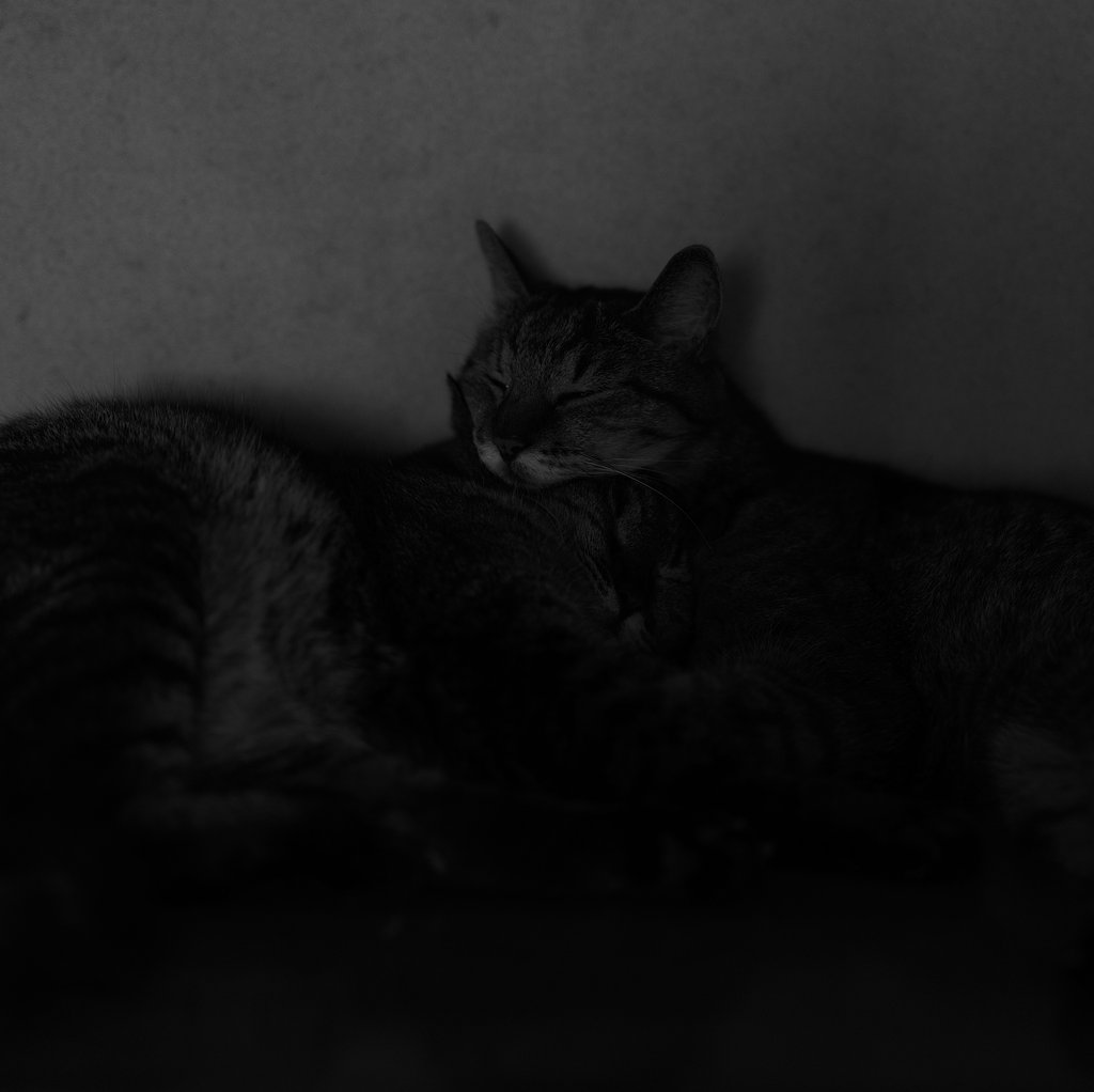 ねむる猫