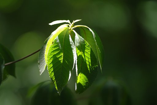 緑の葉っぱも着火寸前