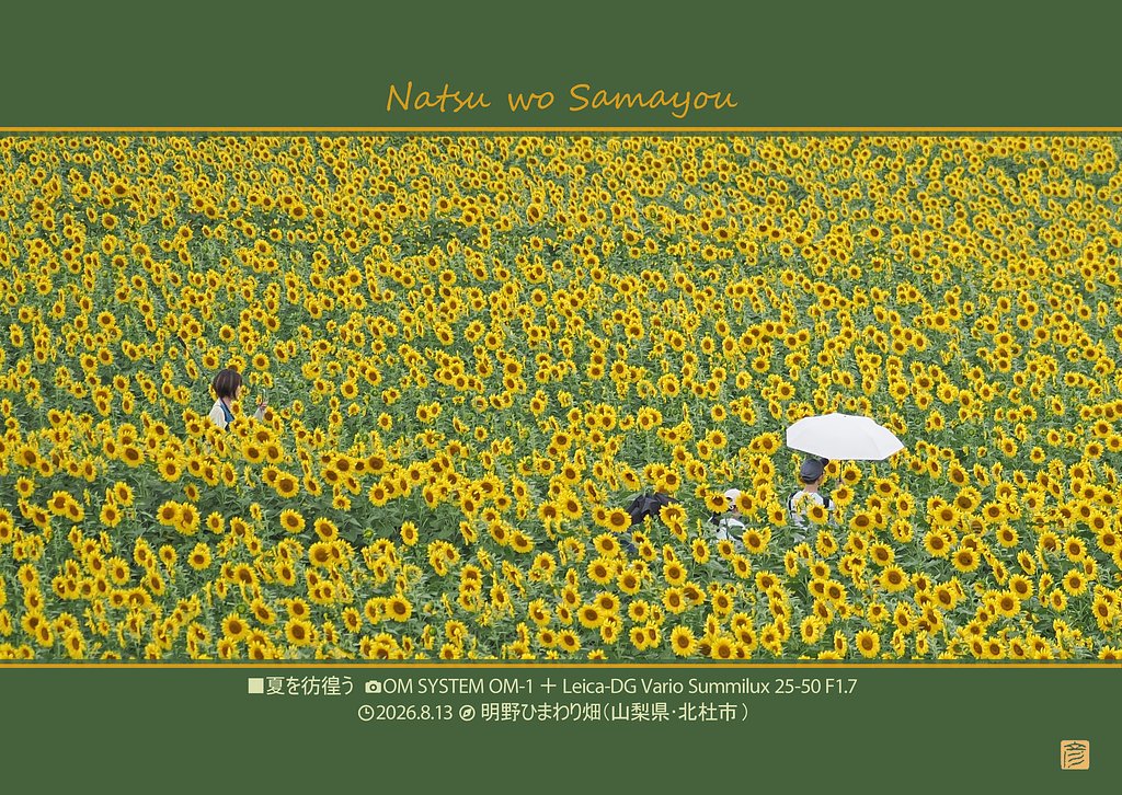 夏を彷徨う(望遠端)